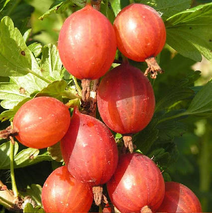 Саджанці агрусу сорт "Машека", напівупаковані, фото 1