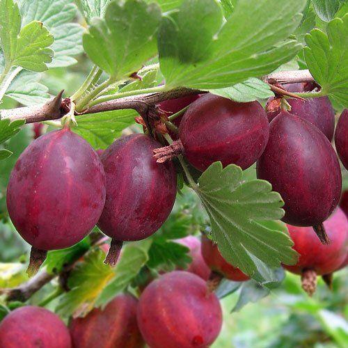 Саджанці агрусу "Хіннонмакі Ред" червоний, з колючками, напівупакований