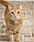 Підлоговий фон Savage Floor Drops Mosaic Pavers 1.52 m x 2.13 m (FD13057), фото 4