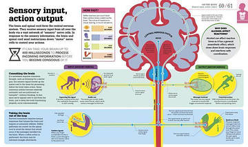 How the Body Works. The Facts Simply Explained., фото 2