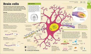 How the Brain Works. The Facts Visually Explained., фото 2