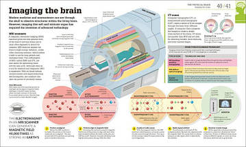 How the Brain Works. The Facts Visually Explained., фото 3