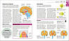 How the Brain Works. The Facts Visually Explained., фото 2