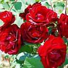 Саджанці паркової троянди Хоуп фо Хьюманіті (Hope for Humanity), фото 2