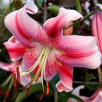 Цибулина Лілія звисаюча Miss Feya