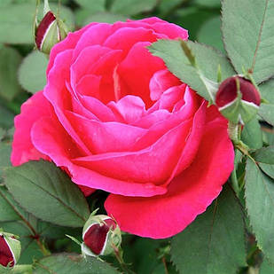 Саджанці канадської троянди Вінніпег Паркс (Rose Winnipeg Parks)