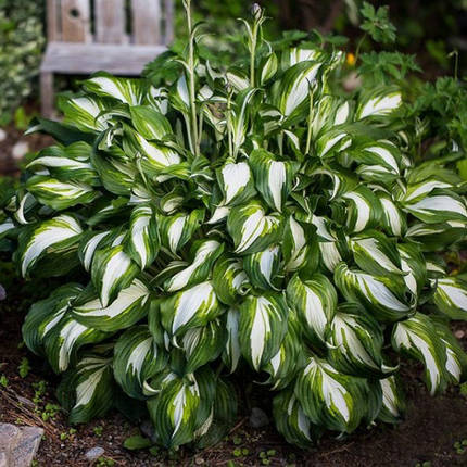 Хоста Undulata Mediovariegata, фото 1