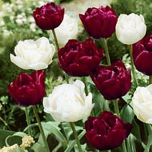 Набір цибулин квітів Пасодобль 7 цибулин тюльпанів