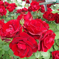 Саджанці паркової троянди Хоуп фо Хьюманіті (Hope for Humanity)