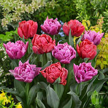 Набір цибулин квітів Маргарита 7 цибулин тюльпанів