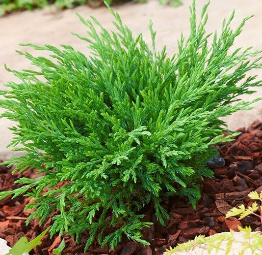 Саджанці Ялівцю горизонтального Андорра Компакт (Juniperus horizontalis Andorra Compact)