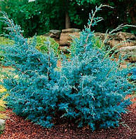 Саджанці Ялівцю китайського Блю Альпс (Juniperus chinensis Blue Alps)