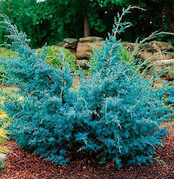 Саджанці Ялівцю китайського Блю Альпс (Juniperus chinensis Blue Alps)