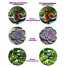 Фитолампа повного спектру для рослин і квітів, фото 5