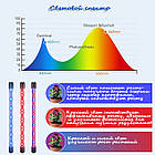 Фитолампа повного спектру для рослин і квітів, фото 4