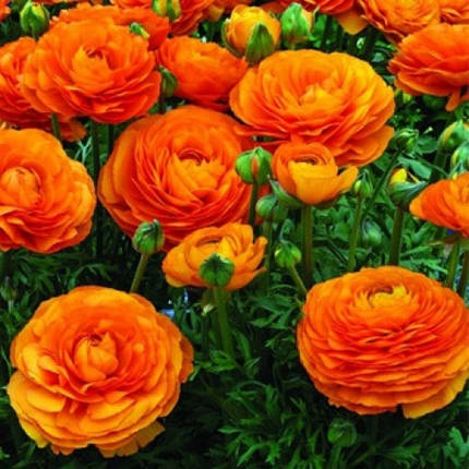 Лютики Orange, 5 шт, фото 1