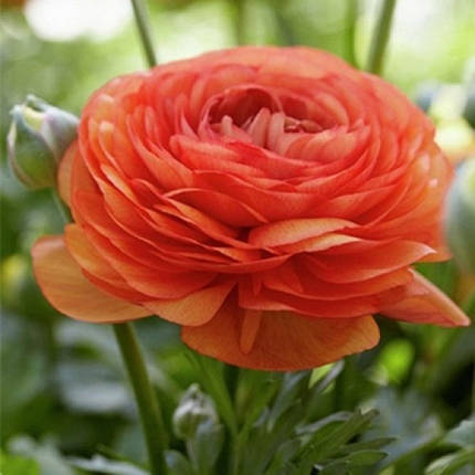 Лютики Orange, 5 шт, фото 3