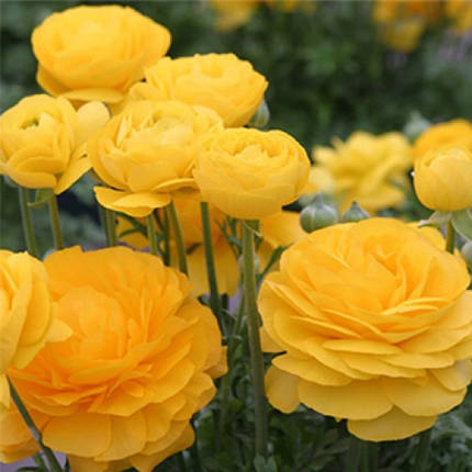 Лютики Yellow, 5 шт, фото 1