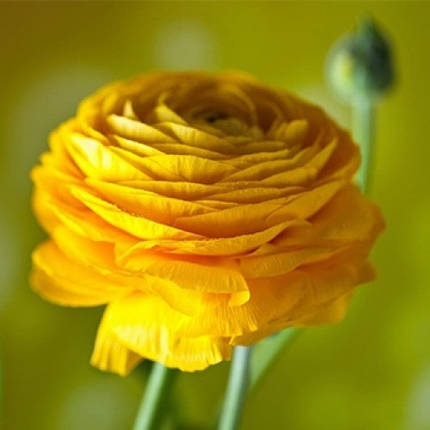 Лютики Yellow, 5 шт, фото 3