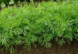 Насіння Укроп Кущовий (вагової), 1 кг