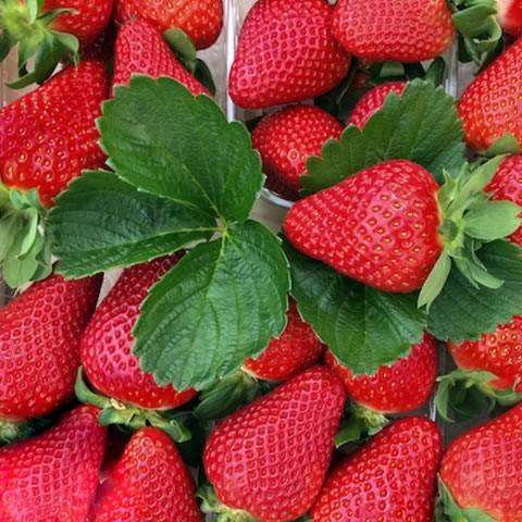 Саджанці полуниці в касеті Квікі (Kwiki)- дуже рання, солодка, транспортабельна (в касеті) + Подарунок, фото 1