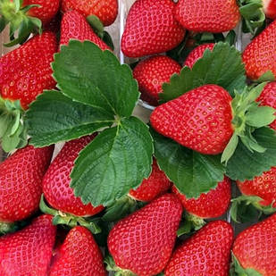 Саджанці полуниці в касеті Квікі (Kwiki)- дуже рання, солодка, транспортабельна (в касеті) + Подарунок