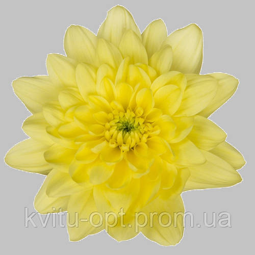 Pina Colada Yellow, цена 5.60 грн — Prom.ua (ID1317024604)