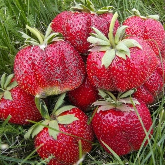 Саджанці полуниці в касеті Мармелада (Marmolada Onebor) - середня, солодка, соковита (в касеті) + Подарунок, фото 1