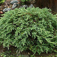 Саджанці Ялівцю прибережного Шлягер (Juniperus conferta Schlager)