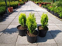 Туя східна Ауреа Нана / Thuja / Platycladus orientalis Aurea Nana С5 /Н 20-30