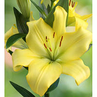 Луковиця 12/14 Лілія LA гібрид Yellow miracle 10 шт.