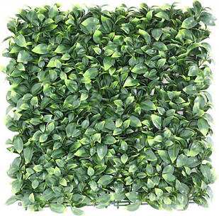 Декоративне зелене покриття Самшит молодий 50х50 см GCK-05