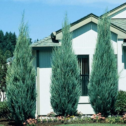 Саджанці Ялівцю скельного Блю Арроу (Juniperus scopulorum Blue Arrow) 2-х річний