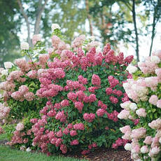 Гортензія волотиста Mega Mindy 3 річна, Гортензія волотиста Мега Мінді, Hydrangea paniculata Mega Mindy, фото 3
