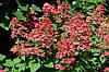 Гортензія волотиста Mega Mindy 3 річна, Гортензія волотиста Мега Мінді, Hydrangea paniculata Mega Mindy, фото 7