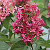 Гортензія волотиста Mega Mindy 3 річна, Гортензія волотиста Мега Мінді, Hydrangea paniculata Mega Mindy, фото 8