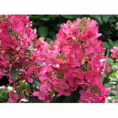 Гортензія волотиста Mega Mindy 3 річна, Гортензія волотиста Мега Мінді, Hydrangea paniculata Mega Mindy