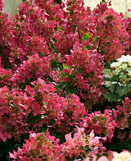 Гортензія волотиста Mega Mindy 3 річна, Гортензія волотиста Мега Мінді, Hydrangea paniculata Mega Mindy, фото 5