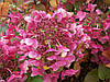 Гортензія волотиста Mega Mindy 3 річна, Гортензія волотиста Мега Мінді, Hydrangea paniculata Mega Mindy, фото 10