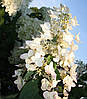 Гортензія волотиста Mega Mindy 3 річна, Гортензія волотиста Мега Мінді, Hydrangea paniculata Mega Mindy, фото 9