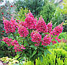 Гортензія волотиста Mega Mindy 3 річна, Гортензія волотиста Мега Мінді, Hydrangea paniculata Mega Mindy, фото 11