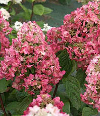 Гортензія волотиста Mega Mindy 3 річна, Гортензія волотиста Мега Мінді, Hydrangea paniculata Mega Mindy, фото 6