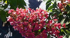 Гортензія волотиста Mega Mindy 3 річна, Гортензія волотиста Мега Мінді, Hydrangea paniculata Mega Mindy, фото 4