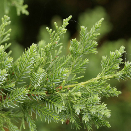 Саджанці Ялівцю китайського Сан Хосе (Juniperus chinensis San Jose )