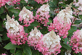 Гортензія волотиста Pinky Winky 2 річна, Гортензія волотиста Пінкі Вінкі, Hydrangea paniculata Pinky Winky, фото 2