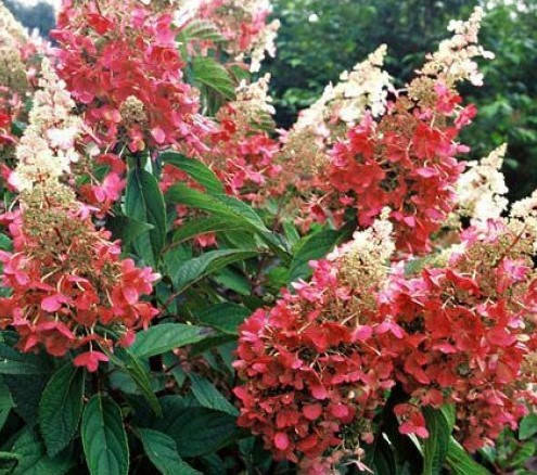 Гортензія волотиста Pinky Winky 3 річна, Гортензия метельчатая Пинки Винки, Hydrangea paniculata Pinky Winky, фото 1