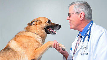 Вакцинація собак: що це і для чого потрібно