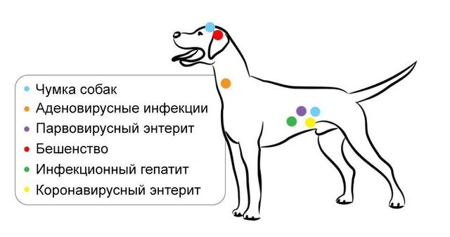 Що таке сказ в собак і чому його треба боятися