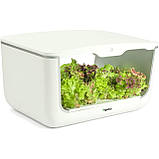 Гідропонне встановлення для вирощування рослин/пророщувач Vegebox BioChef Home Box, фото 4