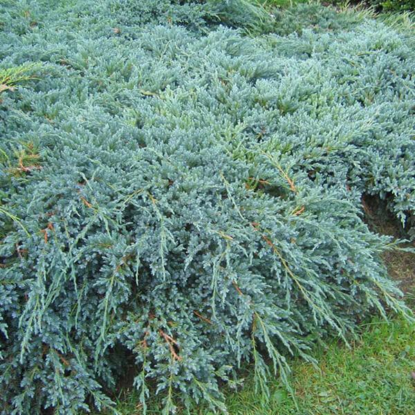 Саджанці Ялівцю лускатого Ханнеторп (Juniperus squamata Hunnetorp)